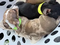 Frankie, a male Chihuahua for sale in Williston, FL – Photo 2 of 2