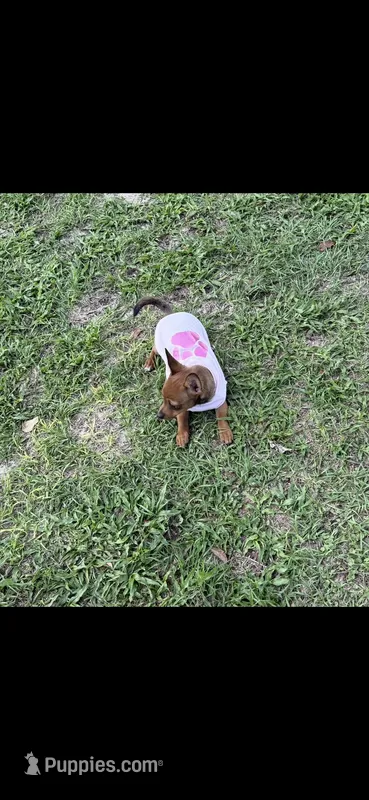 June – Chihuahua puppy for sale in Williston, FL