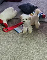 Piper, a female Maltipoo for sale in Elk River, MN – Photo 2 of 3