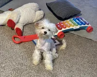 Piper, a female Maltipoo for sale in Elk River, MN – Photo 1 of 3