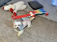 Piper, a female Maltipoo for sale in Elk River, MN – Photo 3 of 3