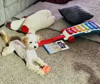 Penny, a female Maltipoo for sale in Elk River, MN – Photo 2 of 2