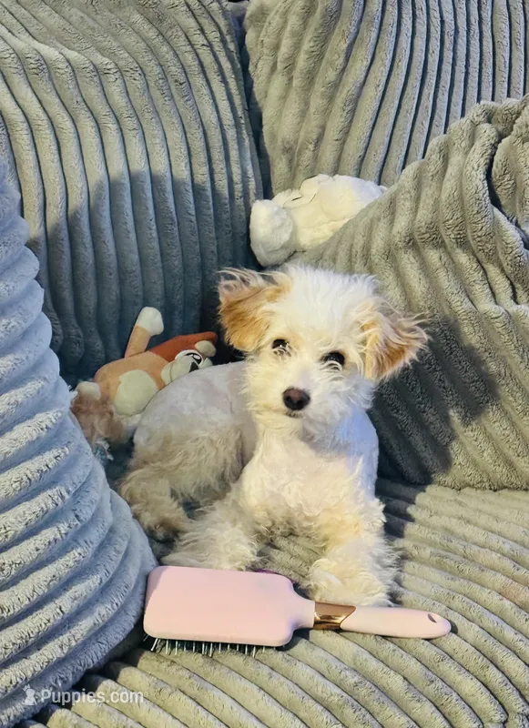 Penny – Maltipoo puppy for sale in Elk River, MN