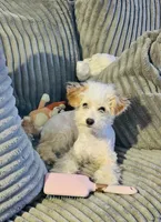 Penny, a female Maltipoo for sale in Elk River, MN – Photo 1 of 2