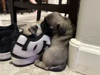 Thelma, a female Pug for sale in Vail, AZ – 2 of 5