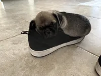 Thelma, a female Pug for sale in Vail, AZ – 1 of 5