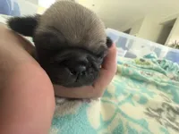 “Louise”, a female Pug for sale in Tucson, AZ – 3 of 4