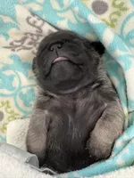 Thelma, a female Pug for sale in Tucson, AZ – 2 of 3