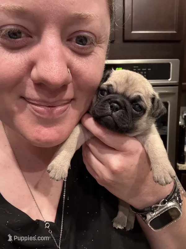 “Louise” – Pug puppy for sale in Tucson, AZ