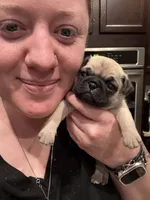 “Louise”, a female Pug for sale in Tucson, AZ – 1 of 4
