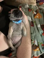 “Louise”, a female Pug for sale in Tucson, AZ – 4 of 4