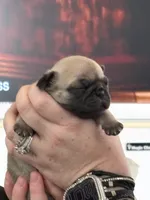 “Louise”, a female Pug for sale in Tucson, AZ – 2 of 4