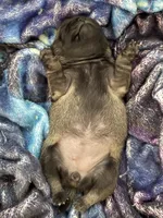 Thelma, a female Pug for sale in Tucson, AZ – 3 of 3