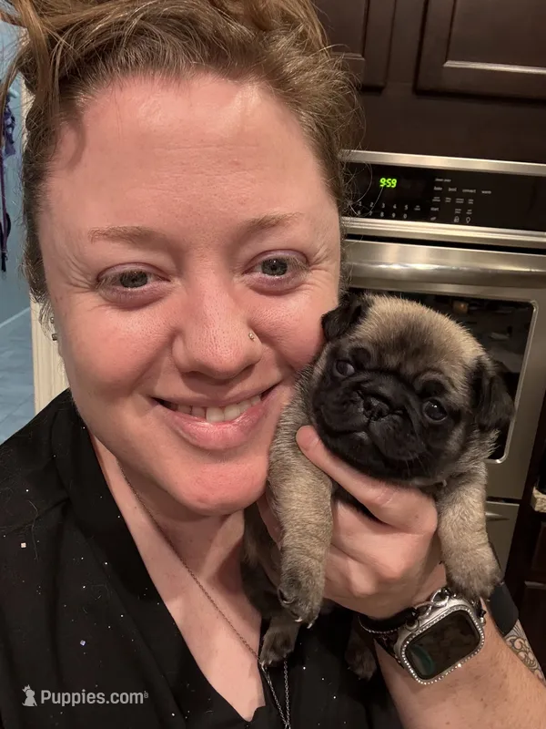 Thelma – Pug puppy for sale in Tucson, AZ