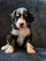 Beth, a female Aussiedoodle and Bernedoodle for sale in Broken Arrow, OK – 1 of 4