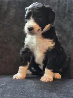 Dean, a male Aussiedoodle and Bernedoodle for sale in Broken Arrow, OK – 2 of 3