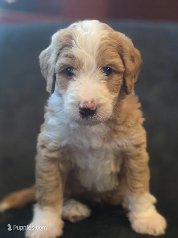 George  – Aussiedoodle, Bernedoodle puppy for sale in Broken Arrow, OK