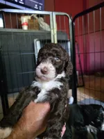 Elizabeth , a female Aussiedoodle and Bernedoodle for sale in Broken Arrow, OK – 2 of 3