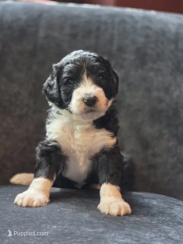 Dean – Aussiedoodle, Bernedoodle puppy for sale in Broken Arrow, OK