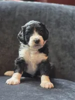 Dean, a male Aussiedoodle and Bernedoodle for sale in Broken Arrow, OK – 1 of 3