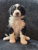 Andy, a male Aussiedoodle and Bernedoodle for sale in Broken Arrow, OK – 2 of 3