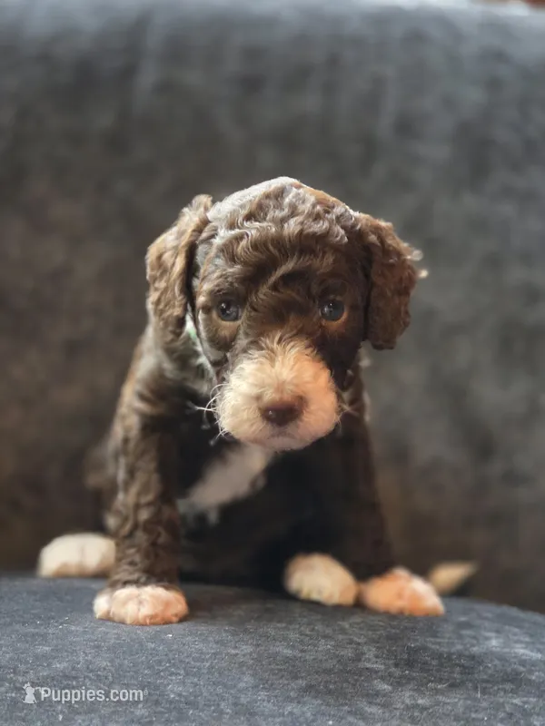 Elizabeth  – Aussiedoodle, Bernedoodle puppy for sale in Broken Arrow, OK