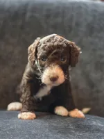 Elizabeth , a female Aussiedoodle and Bernedoodle for sale in Broken Arrow, OK – 1 of 3