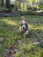 George , a male Aussiedoodle and Bernedoodle for sale in Broken Arrow, OK – 3 of 3