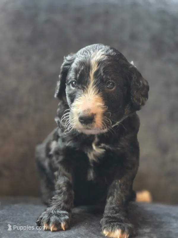 Black Jack – Aussiedoodle, Bernedoodle puppy for sale in Broken Arrow, OK