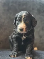Black Jack, a male Aussiedoodle and Bernedoodle for sale in Broken Arrow, OK – 1 of 2