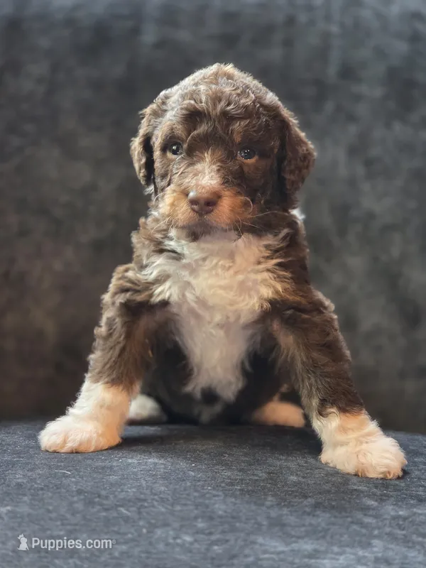 Walter  – Aussiedoodle, Bernedoodle puppy for sale in Broken Arrow, OK