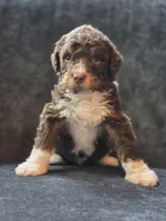 Walter , a male Aussiedoodle and Bernedoodle for sale in Broken Arrow, OK – 1 of 3