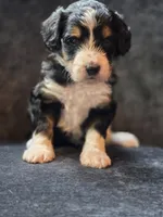 Beth, a female Aussiedoodle and Bernedoodle for sale in Broken Arrow, OK – 4 of 4