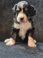 Beth, a female Aussiedoodle and Bernedoodle for sale in Broken Arrow, OK – 3 of 4