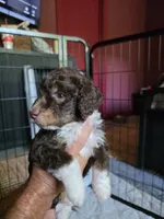 Walter , a male Aussiedoodle and Bernedoodle for sale in Broken Arrow, OK – 3 of 3