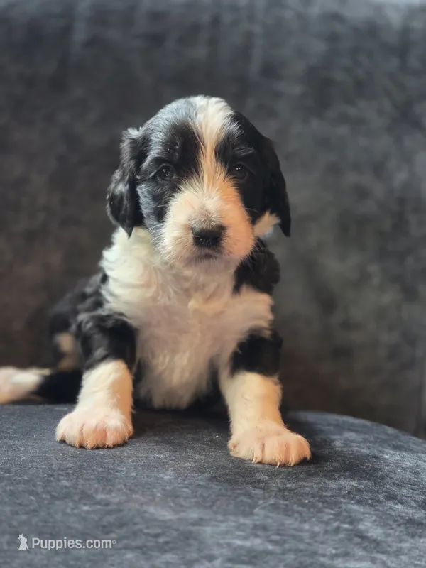 Edith – Aussiedoodle, Bernedoodle puppy for sale in Broken Arrow, OK
