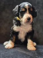 Beth, a female Aussiedoodle and Bernedoodle for sale in Broken Arrow, OK – 2 of 4