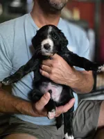 Black Jack, a male Aussiedoodle and Bernedoodle for sale in Broken Arrow, OK – 2 of 2