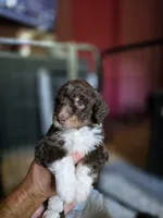 Walter , a male Aussiedoodle and Bernedoodle for sale in Broken Arrow, OK – 2 of 3