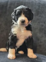 Dean, a male Aussiedoodle and Bernedoodle for sale in Broken Arrow, OK – 3 of 3
