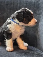 Andy, a male Aussiedoodle and Bernedoodle for sale in Broken Arrow, OK – 3 of 3