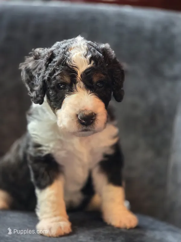 Andy – Aussiedoodle, Bernedoodle puppy for sale in Broken Arrow, OK