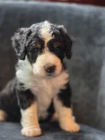 Andy, a male Aussiedoodle and Bernedoodle for sale in Broken Arrow, OK – 1 of 3