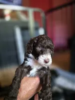 Elizabeth , a female Aussiedoodle and Bernedoodle for sale in Broken Arrow, OK – 3 of 3