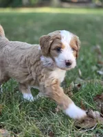 George , a male Aussiedoodle and Bernedoodle for sale in Broken Arrow, OK – 2 of 3