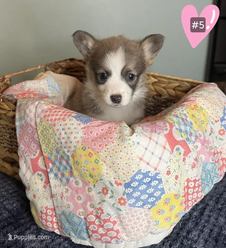 Malibu – Pembroke Welsh Corgi puppy for sale in Chouteau, OK