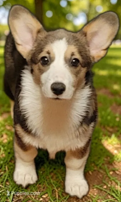 Malibu – Pembroke Welsh Corgi puppy for sale in Chouteau, OK