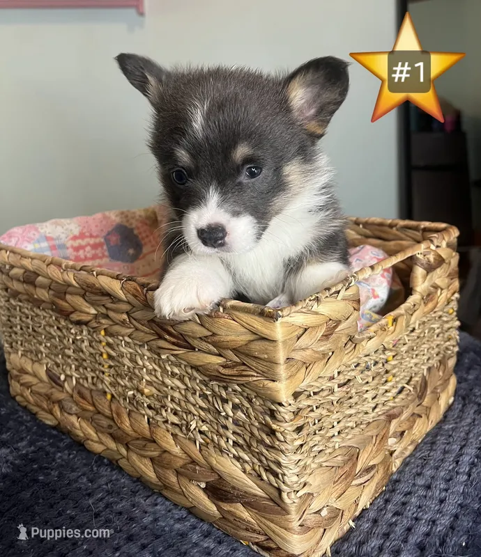 Captain Morgan – Pembroke Welsh Corgi puppy for sale in Chouteau, OK