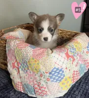 Malibu, a female Pembroke Welsh Corgi for sale in Chouteau, OK – 3 of 3