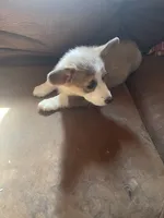Malibu, a female Pembroke Welsh Corgi for sale in Chouteau, OK – 2 of 3